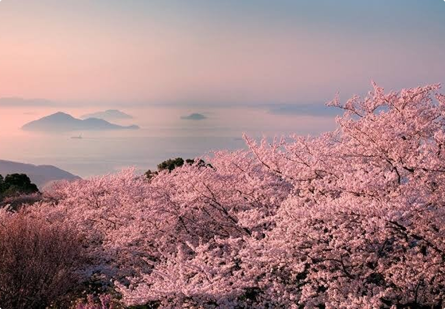 満開の桜と島影